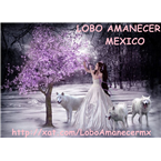 Lobo Amanecer