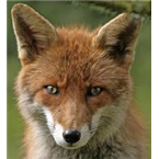 WRXZ The Fox