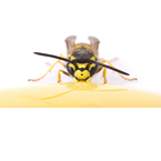 Mad Wasp Radio