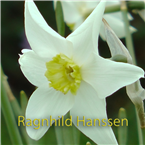Ragnhild Hanssen
