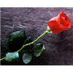 La Radio Romantica