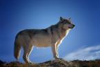 WDRS The WOLF