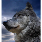  Radio Wolf Mexico