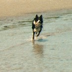 Lucky Dog Radio